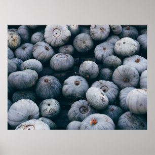 POSTER BUNCH OF SQUASH