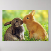 Poster Bunnies (Devant)
