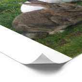 Poster Bunnies Beach (Coin)