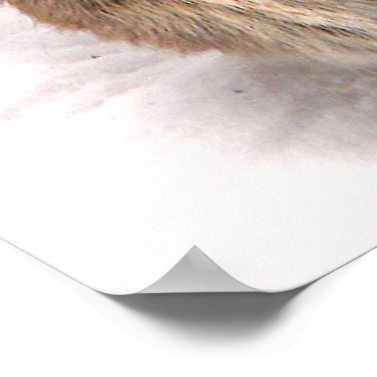 Poster Bunny à la recherche de refuge (Coin)