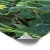 Poster Bunny Hoppy (Coin)