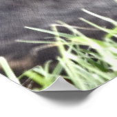 Poster Bunny In the Grass fine art print (Coin)