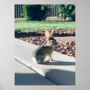 Poster bunny rabbit photo Easter spring