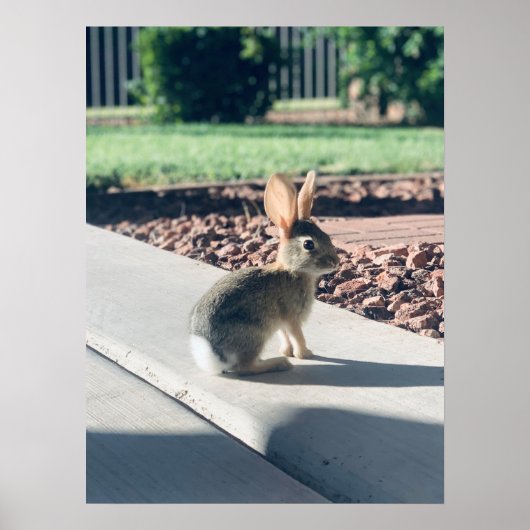 Poster bunny rabbit photo Easter spring (Devant)