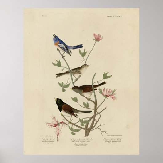 Poster Bunting, Sparrow, Junco, (Finches) Audubon's Birds (Devant)