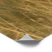 Poster Burchell's Zebra dans la haute herbe d'été, Masai (Coin)