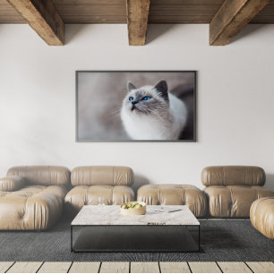 Poster Burmese Cat with Stunning Blue Eyes