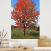Poster Burning red maple tree in the fall (Cuisine)