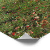 Poster Burning red maple tree in the fall (Coin)