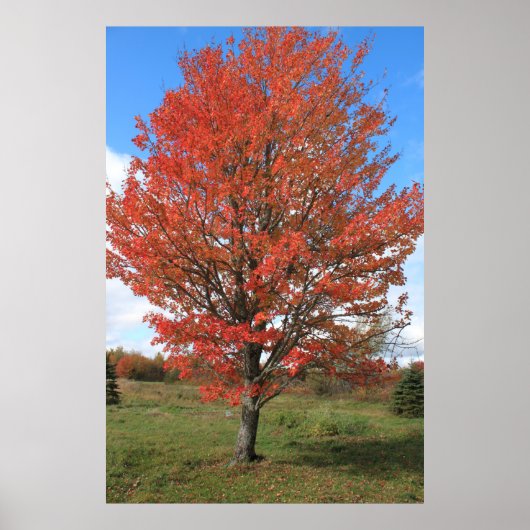 Poster Burning red maple tree in the fall (Devant)