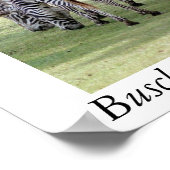 Poster Busch Gardens, Floride (Coin)