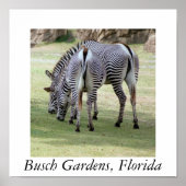 Poster Busch Gardens, Floride (Devant)