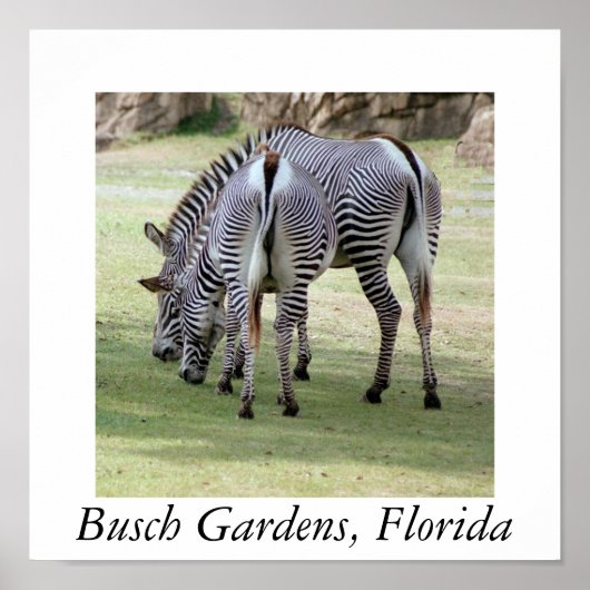 Poster Busch Gardens, Floride (Devant)