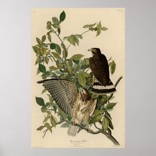 Poster Buse à grande aile des oiseaux d'Amérique d'Audubo (Devant)