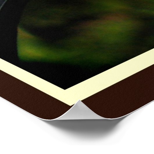 Poster Buse à peau claire (Coin)