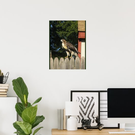 Poster Buse à queue rouge (Bureau à domicile)