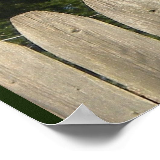 Poster Buse à queue rouge (Coin)