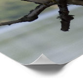 Poster Buse à queue rouge (Coin)