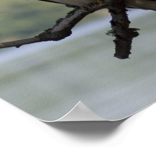 Poster Buse à queue rouge (Coin)