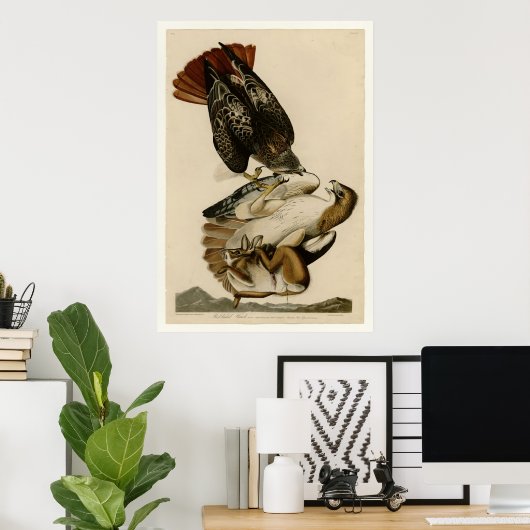 Poster Buse à queue rouge (Bureau à domicile)