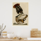 Poster Buse à queue rouge (Cuisine)