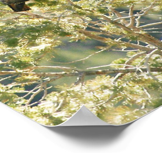 Poster Buse à queue rouge (Coin)