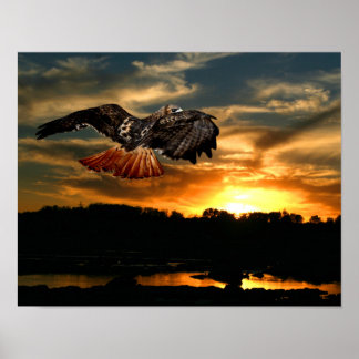 Poster Buse à queue rouge au coucher du soleil