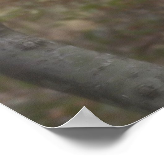 Poster Buse à queue rouge dans l'arbre (Coin)