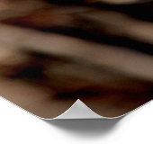 Poster Buse à queue rouge immature (Coin)