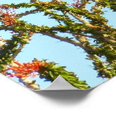 Poster Buse à queue rouge immature à Ocotillo Bush (Coin)