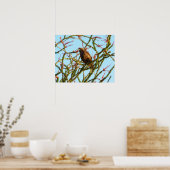 Poster Buse à queue rouge immature à Ocotillo Bush (Cuisine)