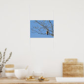 Poster Buse à queue rousse (Cuisine)