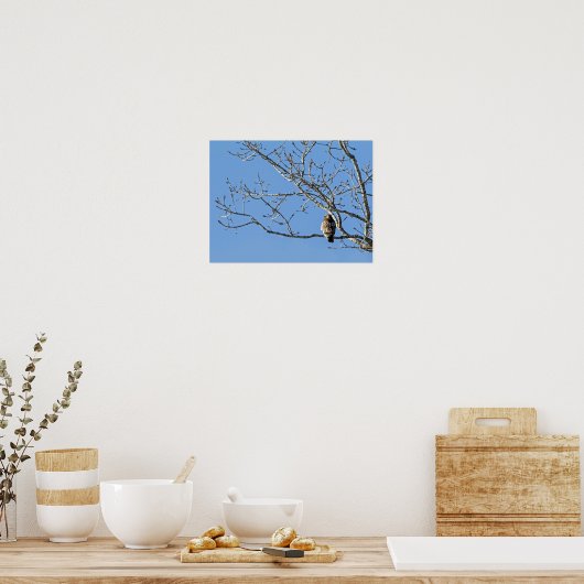 Poster Buse à queue rousse (Cuisine)