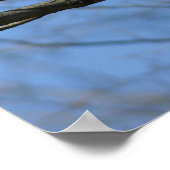 Poster Buse à queue rousse (Coin)