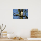 Poster Buse à queue rousse (Cuisine)