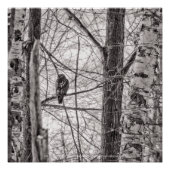 Poster Buse à queue rousse P8443 (Devant)