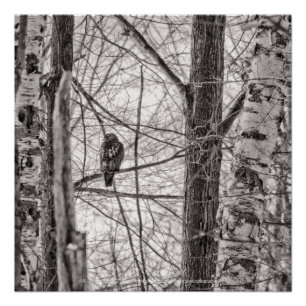 Poster Buse à queue rousse P8443