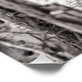 Poster Buse à queue rousse P8443 (Coin)