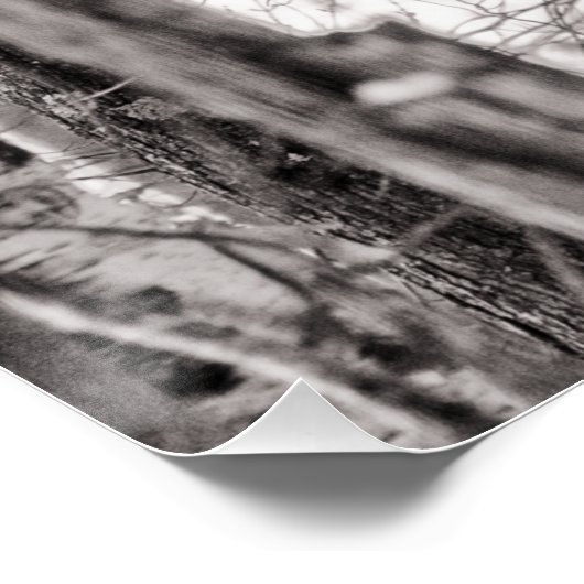 Poster Buse à queue rousse P8443 (Coin)