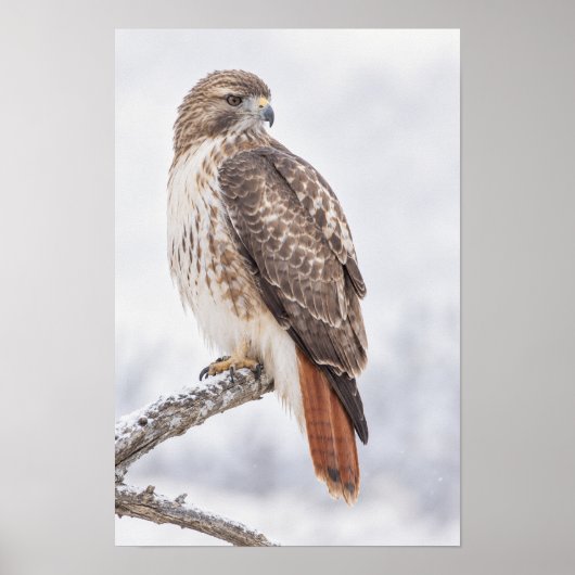 Poster Buse à queue rousse perchée sur une branche décora (Devant)