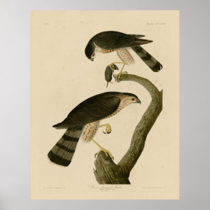 Poster Buse à tête blanche des oiseaux d'Amérique d'Audub
