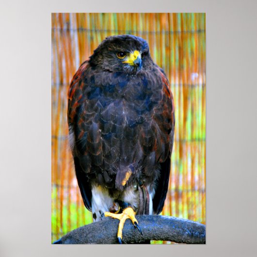 Poster Buse de Harris Oiseau de proie (Devant)