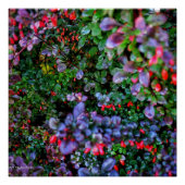 Poster Bush complexe (Devant)