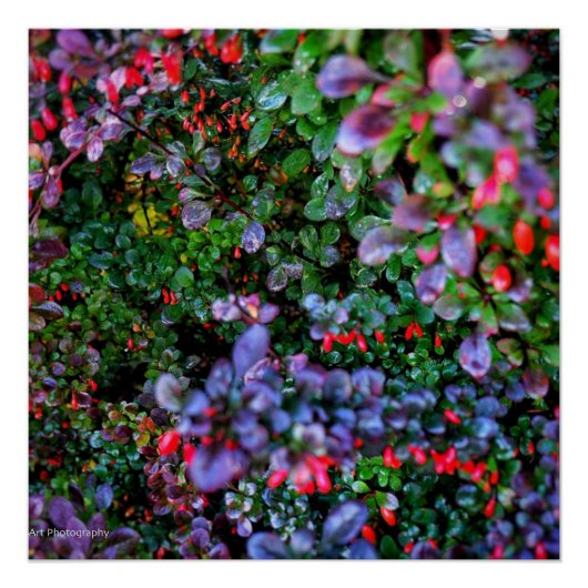 Poster Bush complexe (Devant)