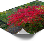 Poster Bush en feu (Coin)