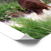 Poster Bush Kangaroo Print (Coin)