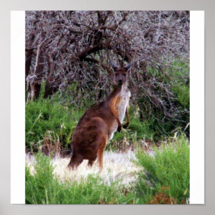 Poster Bush Kangaroo Print