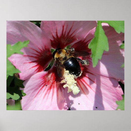 Poster Busy Be Collection Pollen in a Hibiscus (Devant)
