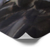 Poster Buteo buteo (Coin)