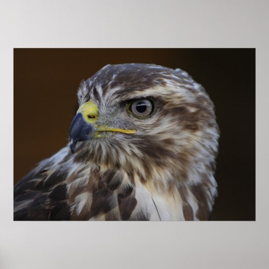 Poster Buteo buteo (Devant)